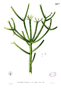 Euphorbia tirucalli Blanco1.210b