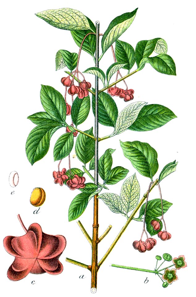 Euonymus latifolius Sturm21