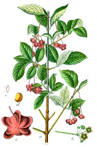 Euonymus latifolius Sturm21