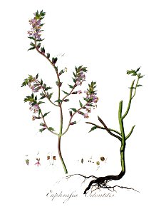 Euphrasia odontites — Flora Batava — Volume v3 - clean