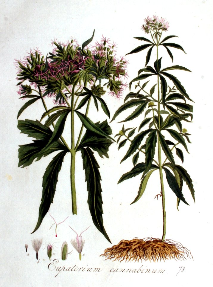 Eupatorium cannabinum — Flora Batava — Volume v1