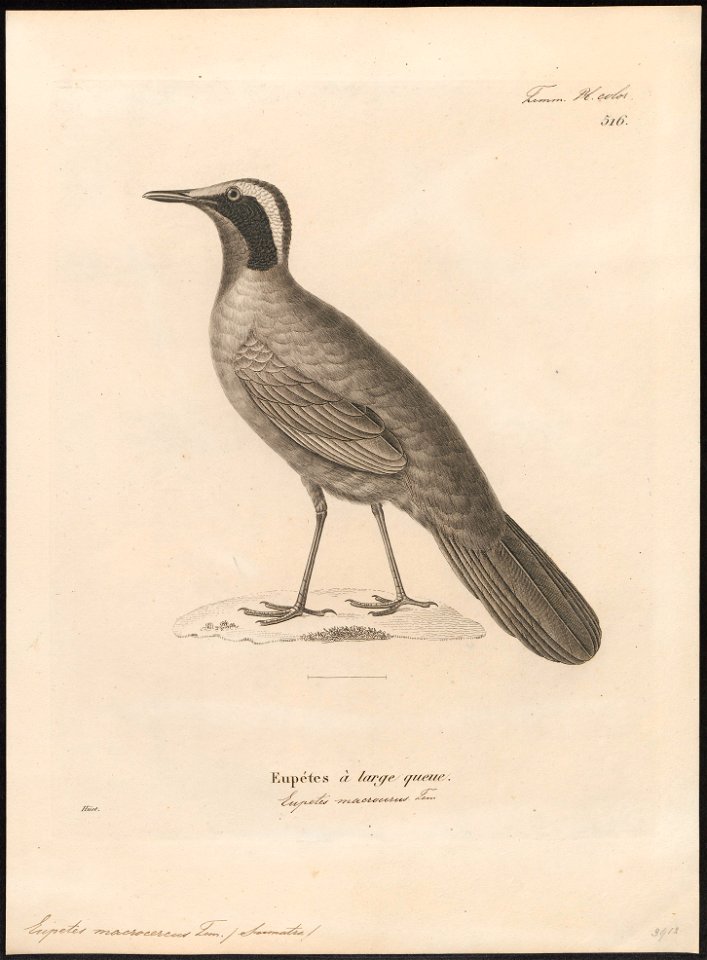 Eupetes macrocercus - 1700-1880 - Print - Iconographia Zoologica - Special Collections University of Amsterdam - UBA01 IZ16300399