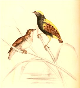 Euplectes afer taha 1838