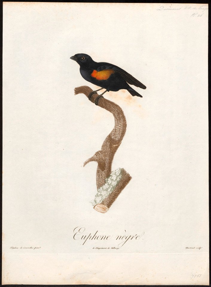 Euphonia cayana - 1805 - Print - Iconographia Zoologica - Special Collections University of Amsterdam - UBA01 IZ15900431