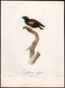 Euphonia cayana - 1805 - Print - Iconographia Zoologica - Special Collections University of Amsterdam - UBA01 IZ15900431
