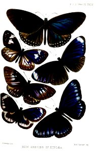 Euploea1ButlerPZSL1866