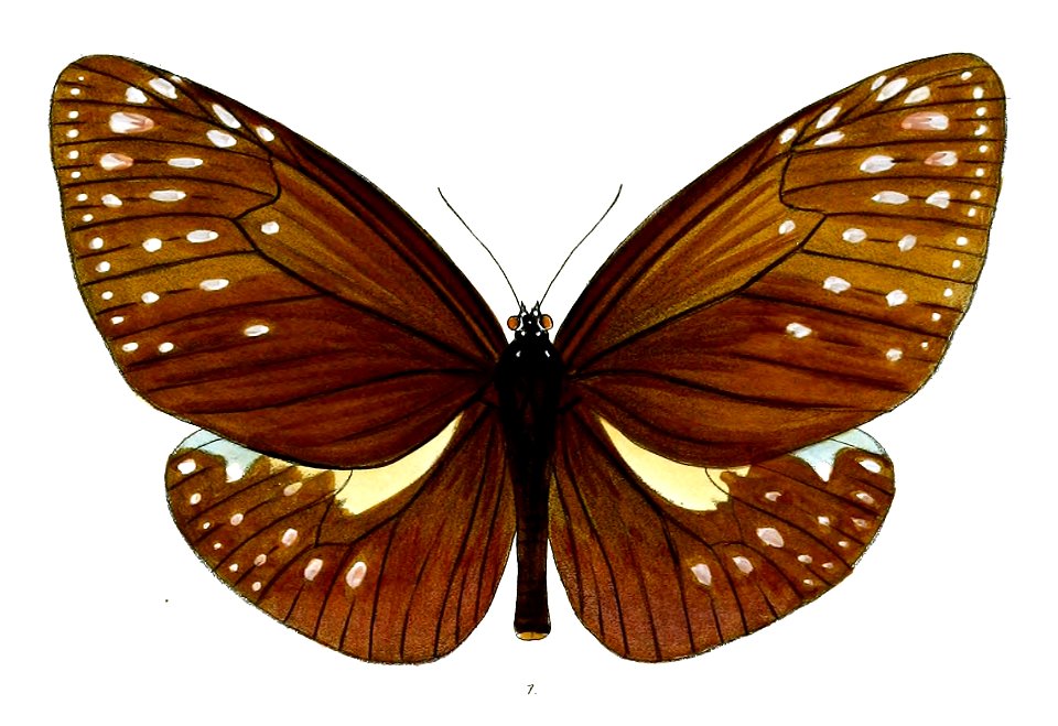 EuploeaPhoebus 38 1