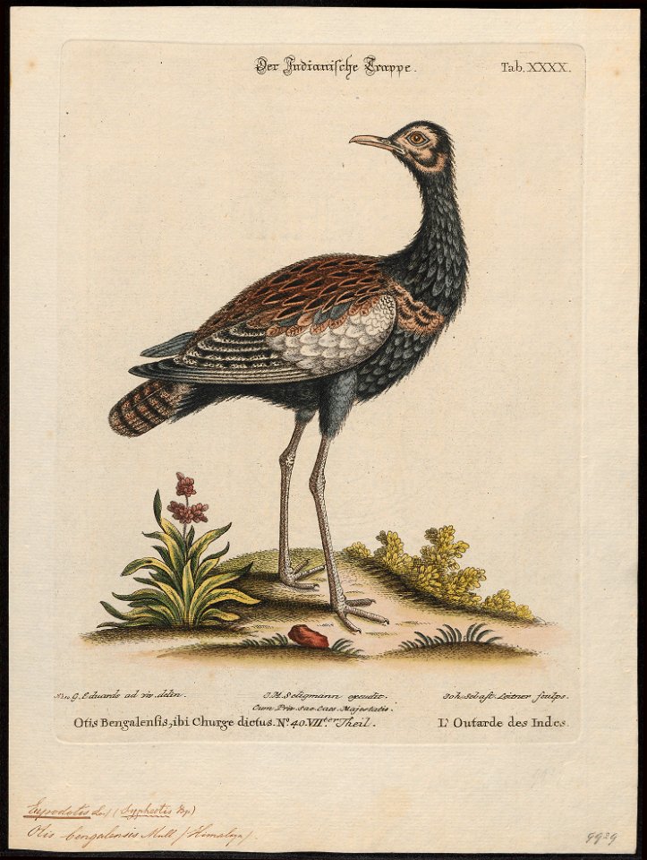 Eupodotis bengalensis - 1700-1880 - Print - Iconographia Zoologica - Special Collections University of Amsterdam - UBA01 IZ17200055