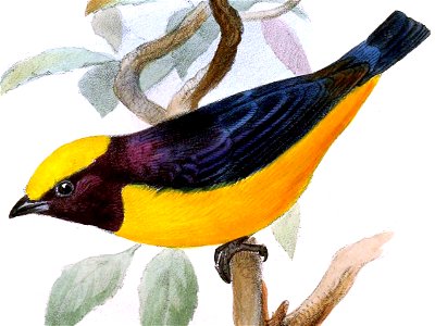 Euphonia saturata - Joseph Smit 2