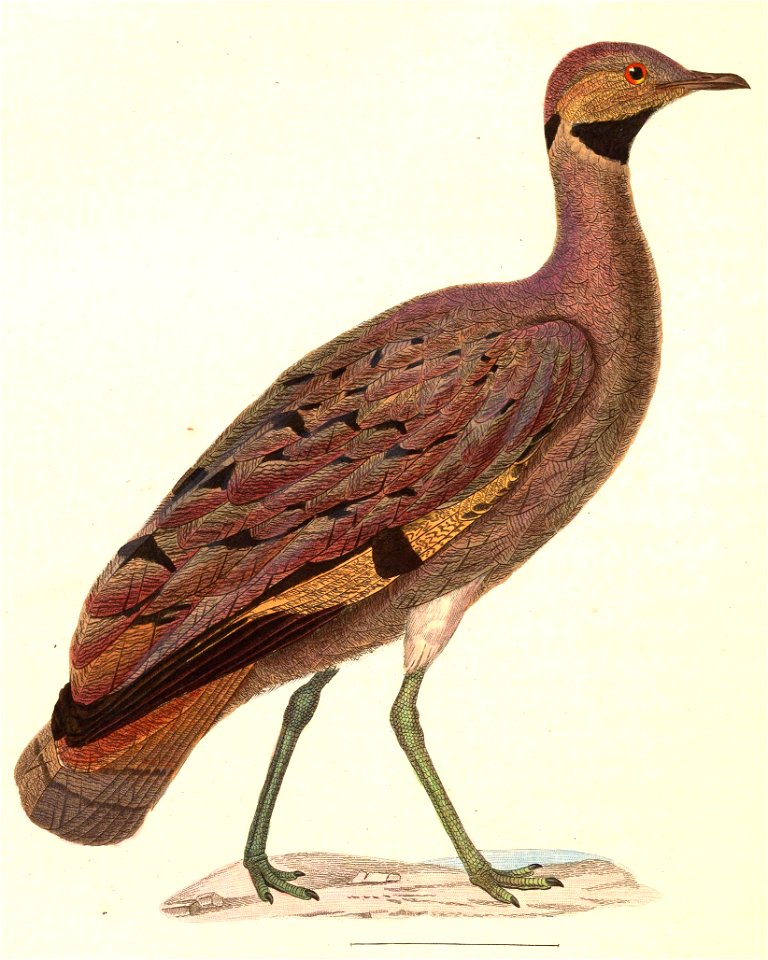 Eupodotis vigorsii 1838