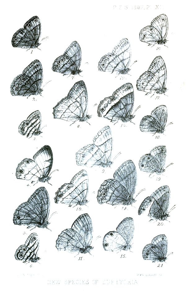 Euptychia2ButlerPZSL1867