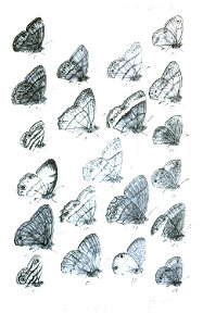 Euptychia2ButlerPZSL1867