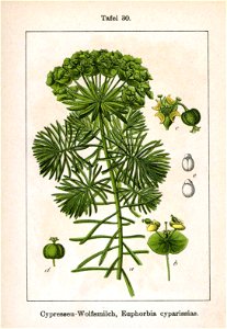 Euphorbia cyparissias Sturm 07030