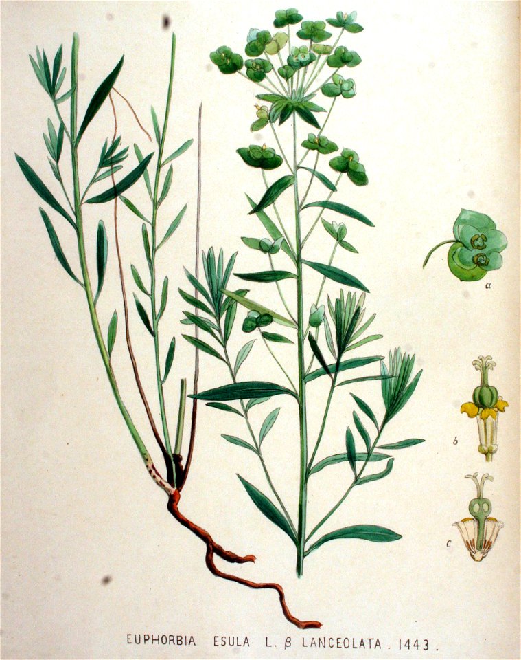 Euphorbia esula — Flora Batava — Volume v19