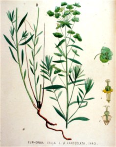 Euphorbia esula — Flora Batava — Volume v19