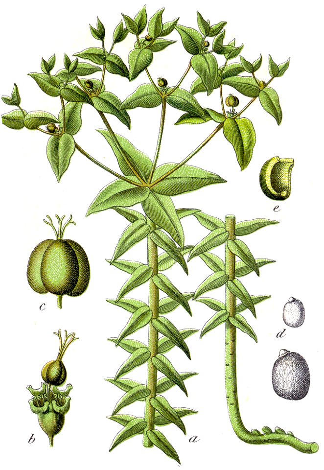 Euphorbia lathyris Sturm33