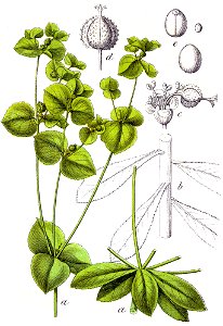 Euphorbia platyphyllos Sturm27