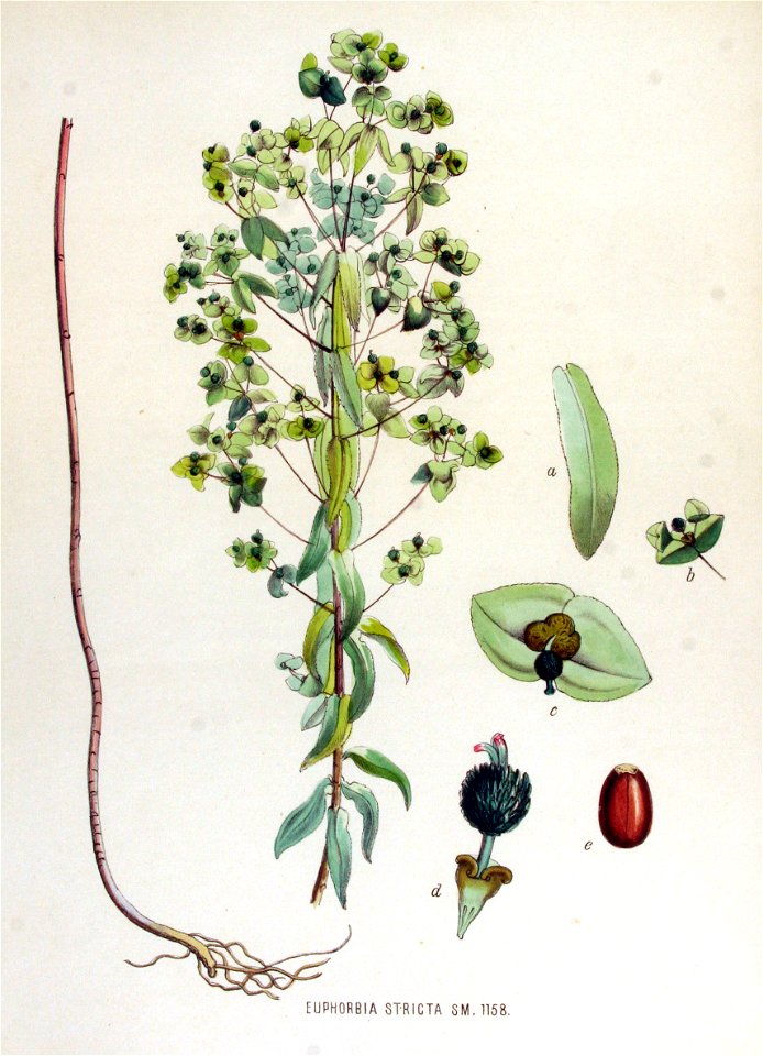 Euphorbia stricta — Flora Batava — Volume v15