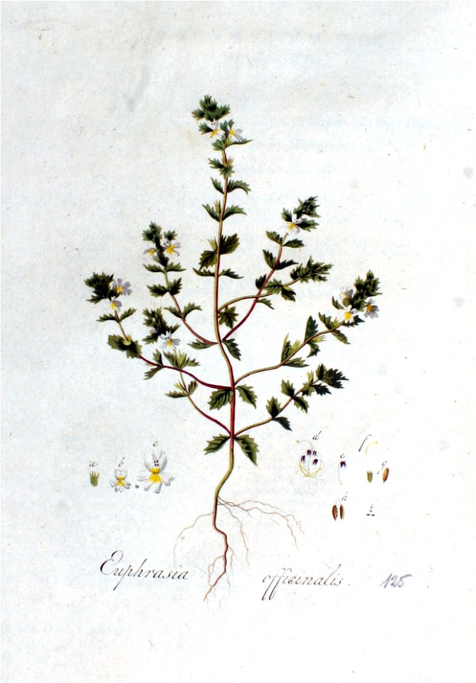 Euphrasia officinalis — Flora Batava — Volume v2