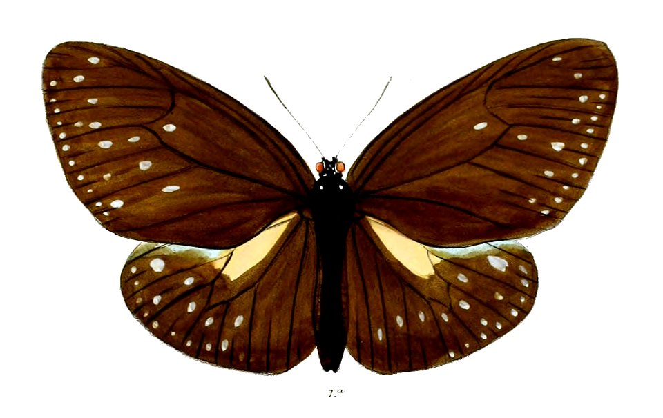 EuploeaCorus 37 1a