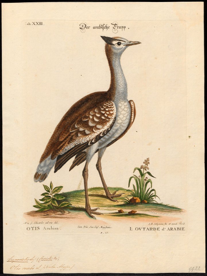 Eupodotis arabs - 1700-1880 - Print - Iconographia Zoologica - Special Collections University of Amsterdam - UBA01 IZ17200045