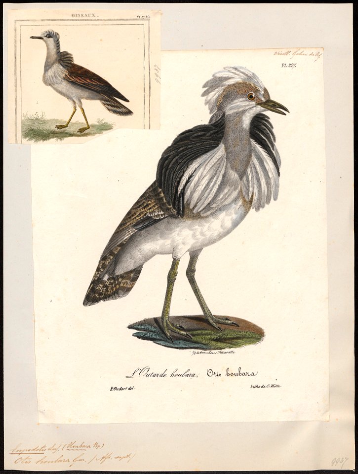 Eupodotis houbara - 1825-1834 - Print - Iconographia Zoologica - Special Collections University of Amsterdam - UBA01 IZ17200071