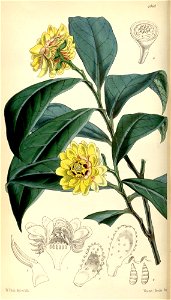 Eupomatia laurina. Free illustration for personal and commercial use.