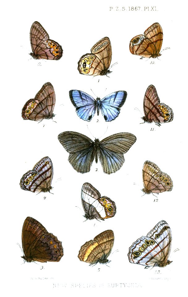 Euptychia1ButlerPZSL1867