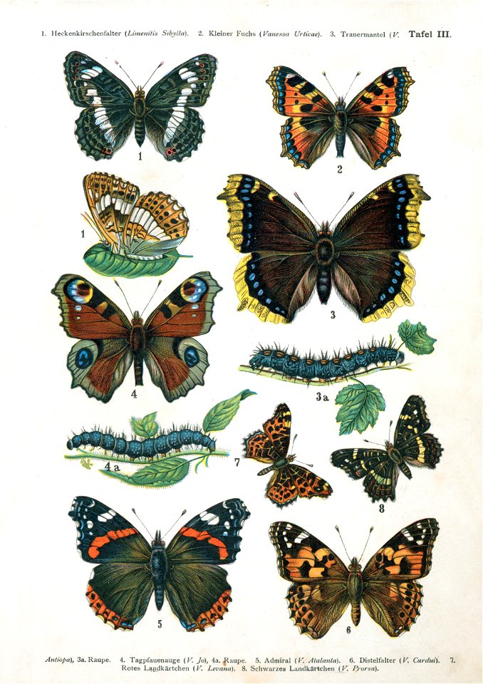 European-butterfly 052-III