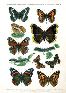 European-butterfly 052-III
