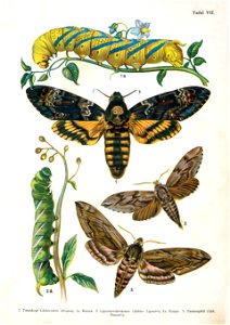 European-butterfly 064-VII
