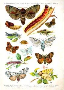 European-butterfly 084-XI
