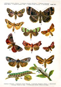 European-butterfly 108-XV