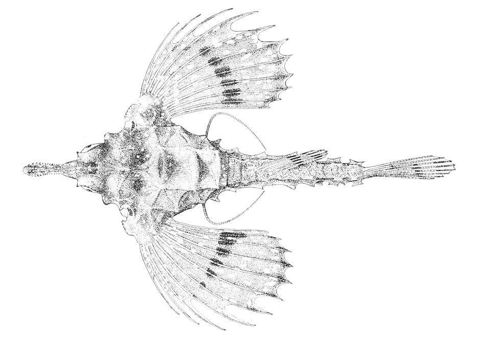 Eurypegasus papilio