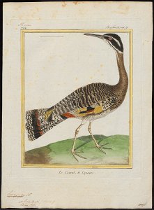 Eurypyga solaris - 1700-1880 - Print - Iconographia Zoologica - Special Collections University of Amsterdam - UBA01 IZ17300141