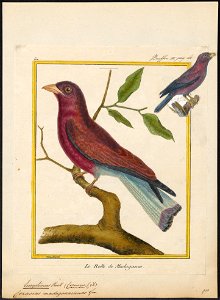 Eurystomus glaucurus - 1700-1880 - Print - Iconographia Zoologica - Special Collections University of Amsterdam - UBA01 IZ16700257