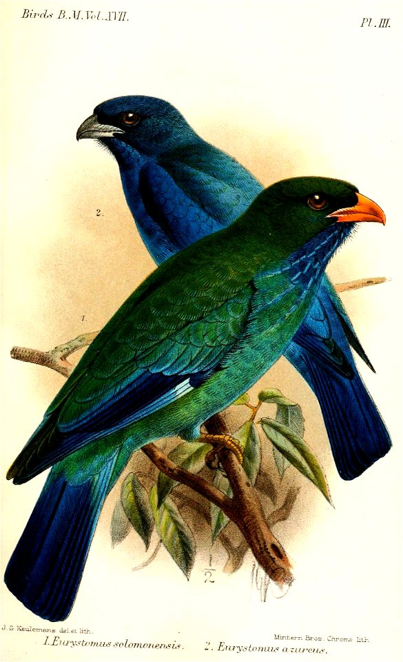 Eurystomus1Keulemans