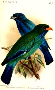 Eurystomus1Keulemans