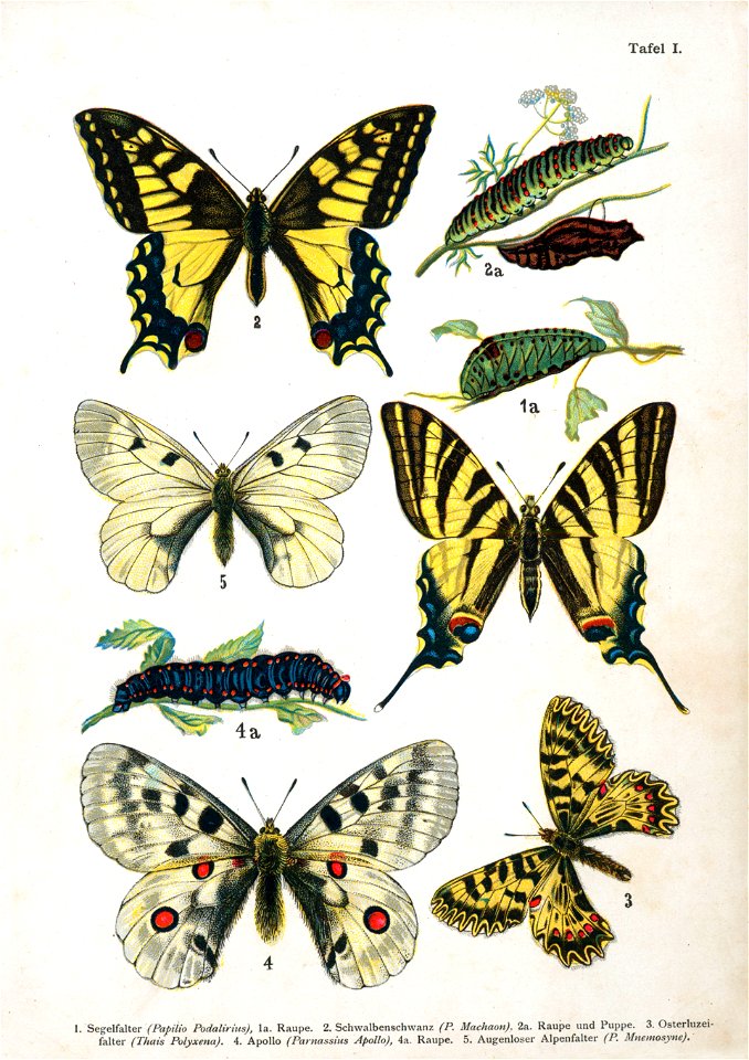 European-butterfly 044-I