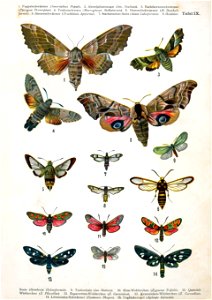 European-butterfly 072-IX