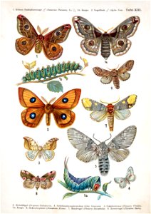 European-butterfly 100-XIII
