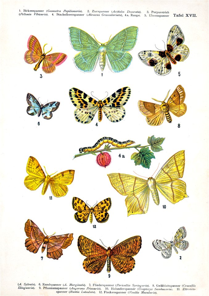 European-butterfly 124-XVII