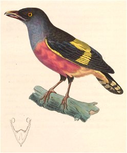 Eurylaimus javanicus male 1838