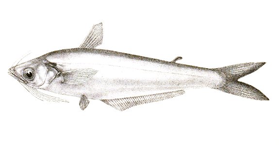 Eutropiichthys vacha Day Suzini 114