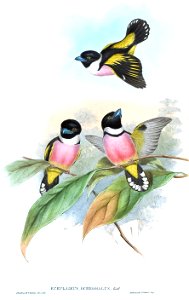 EurylaimusOchromalusGould