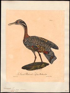 Eurypyga solaris - 1825-1834 - Print - Iconographia Zoologica - Special Collections University of Amsterdam - UBA01 IZ17300143