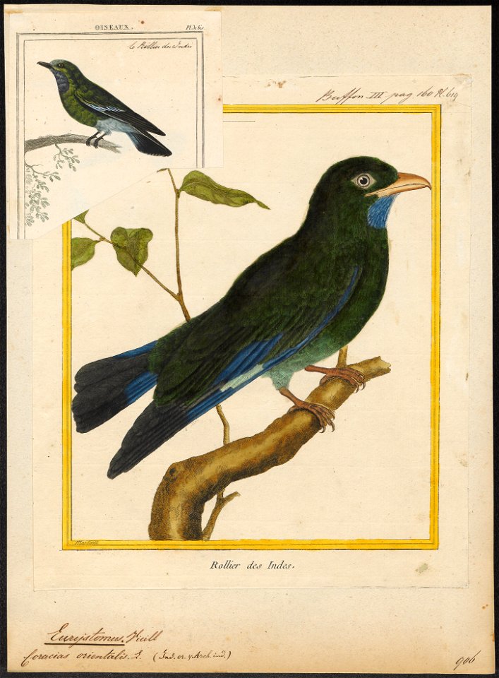 Eurystomus orientalis - 1700-1880 - Print - Iconographia Zoologica - Special Collections University of Amsterdam - UBA01 IZ16700243