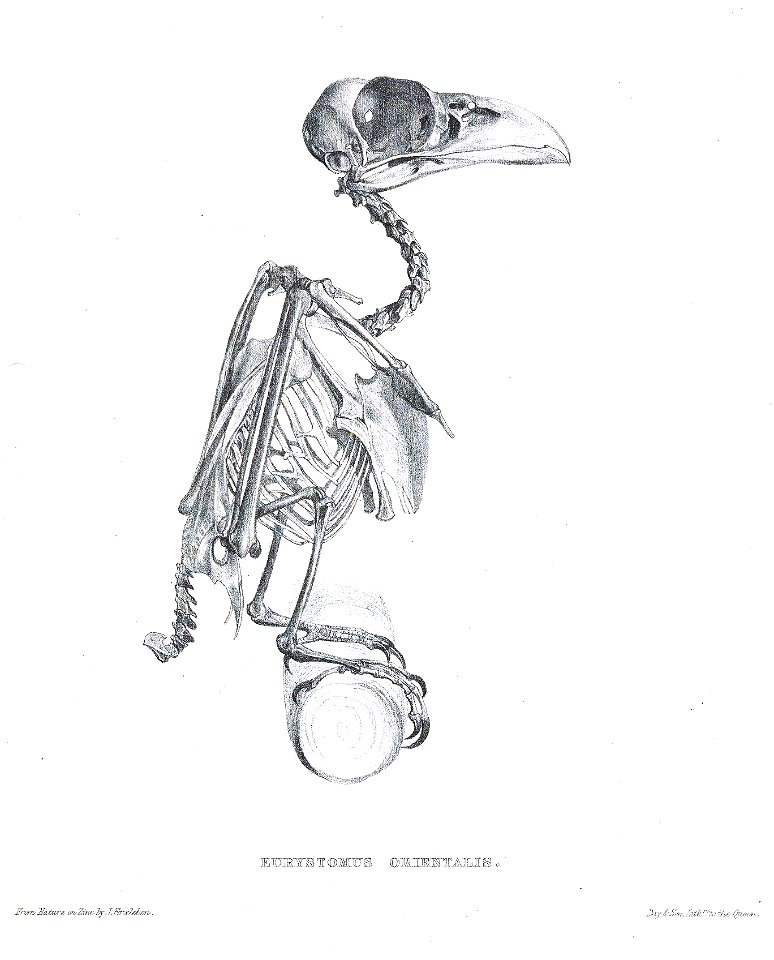 EurystomusOrientalisSkeleton