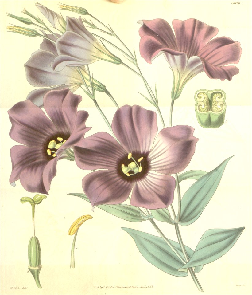 Eustoma exaltatum subsp. russellianum (Lisianthius russellianus) Bot. Mag. 65. 3626. 1838