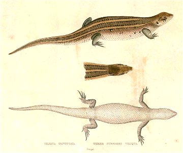 Eutropis trivittata Hardwicke